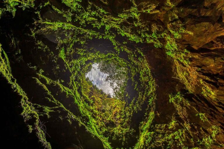 Vista de baixo para cima da abertura do Algar do Carvão, com paredes cobertas de fetos verdes e musgo, e o céu visível ao fundo, na ilha Terceira, Açores