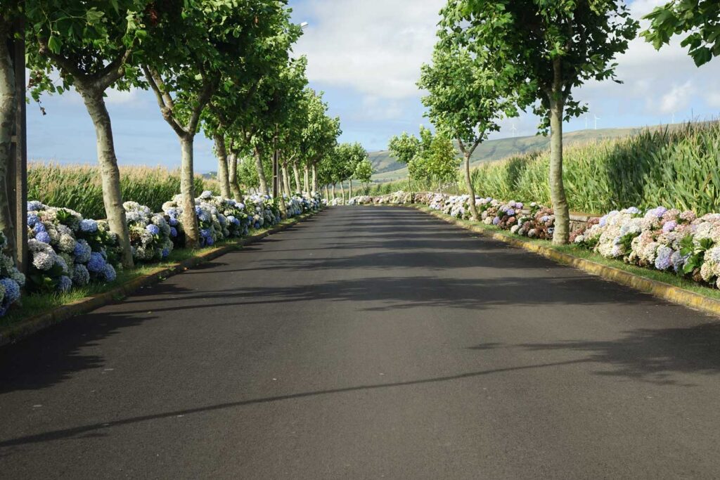 Rural road on Terceira Island surrounded by blue hydrangeas and green vegetation, a typical Azores scene that’s ideal for exploring with a rental car